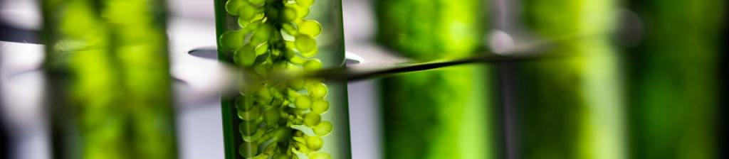 close up photo of green plants growing in tubes in a test tube rack.